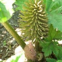 Brazilian Giant-rhubarb